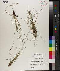 Carex physorhyncha image