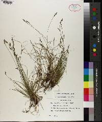 Carex physorhyncha image