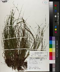 Carex physorhyncha image