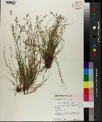 Carex physorhyncha image