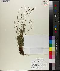 Carex physorhyncha image