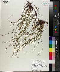 Carex physorhyncha image