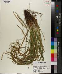 Carex picta image