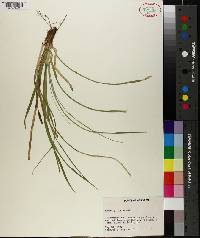 Carex picta image