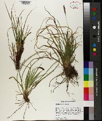 Carex picta image