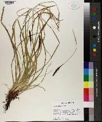 Carex picta image