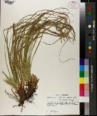 Carex picta image