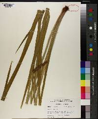 Acorus calamus image