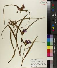 Tradescantia hirsuticaulis image