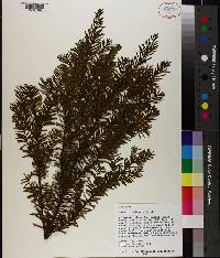 Taxus canadensis image