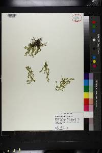 Selaginella apoda image