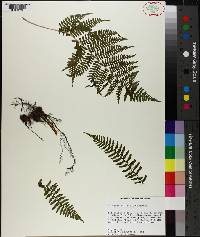 Athyrium asplenioides image