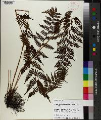 Athyrium asplenioides image