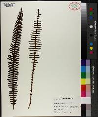 Blechnum spicant image