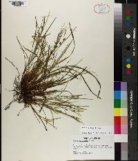 Carex godfreyi image
