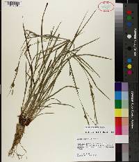 Carex godfreyi image