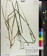 Carex flaccosperma image