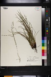 Carex oligocarpa image