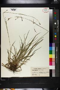 Carex oxylepis image