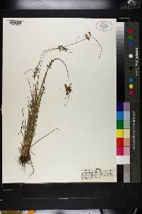 Fimbristylis annua image