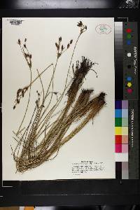 Fimbristylis castanea image