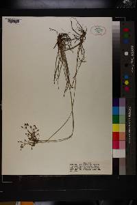 Fimbristylis dichotoma image