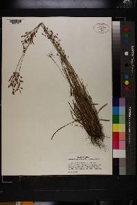 Fimbristylis dichotoma image