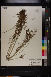 Fimbristylis dichotoma image