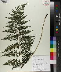 Athyrium asplenioides image