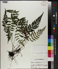 Athyrium asplenioides image