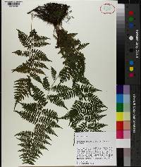 Athyrium asplenioides image