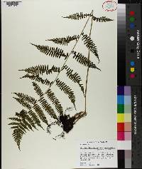 Athyrium filix-femina subsp. asplenioides image