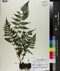 Athyrium filix-femina var. asplenioides image