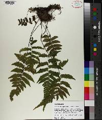 Deparia japonica image