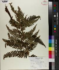 Dryopteris goldieana image