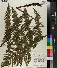 Dryopteris goldieana image