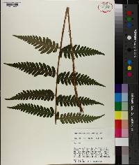 Dryopteris australis image