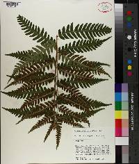 Dryopteris australis image