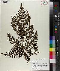 Dryopteris campyloptera image