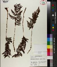 Dryopteris campyloptera image