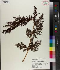 Dryopteris campyloptera image