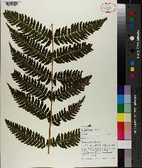 Dryopteris goldieana image