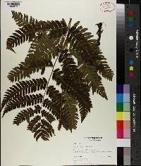 Dryopteris goldieana image