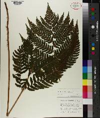 Dryopteris goldieana image