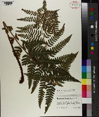 Dryopteris ludoviciana image