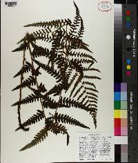 Dryopteris ludoviciana image