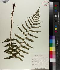 Dryopteris ludoviciana image