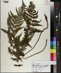 Dryopteris marginalis image