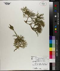 Lycopodium flabelliforme var. ambiguum image