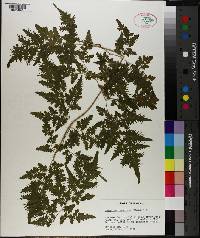 Lygodium japonicum image